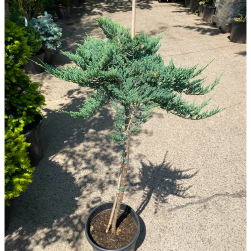 Juniperus horizontalis 'Blue Chip('Blue Moon')