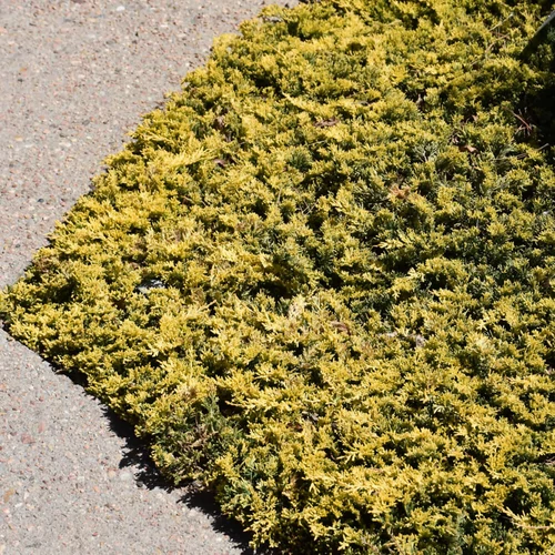 Juniperus horizontalis 'Mother Lode' 