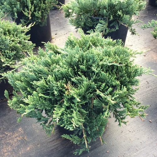Juniperus horizontalis 'Wiltonii'