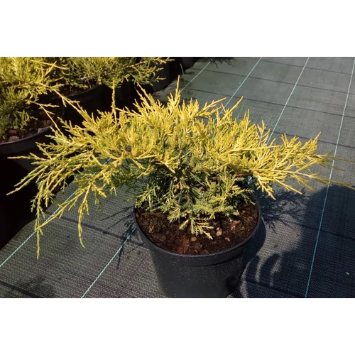 Juniperus media 'Golden Saucer'