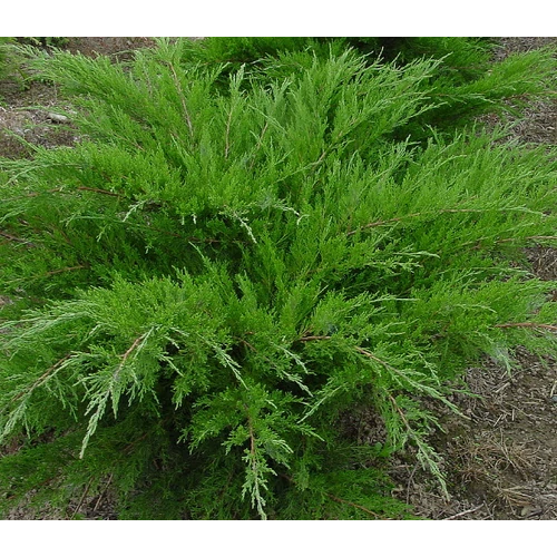 Juniperus media 'Mint Julep'