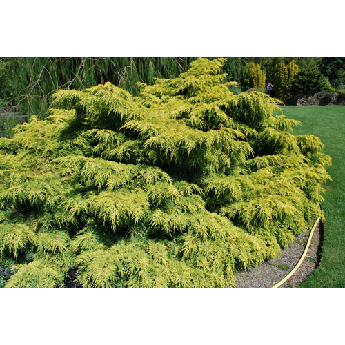 Juniperus media 'Old Gold'