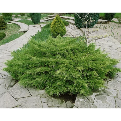 Juniperus media 'Pfitzeriana Compacta'
