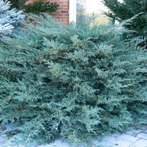 Juniperus media 'Pfitzeriana Glauca'