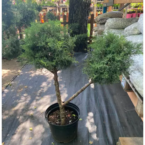 Juniperus media 'Pfitzeriana Glauca'