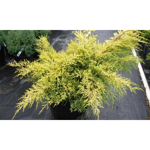 Juniperus media 'Gold Coast'