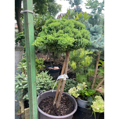 Juniperus procumbens