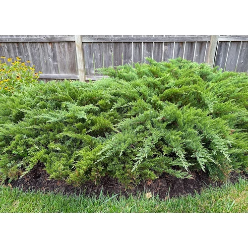 Juniperus sabina 'Broadmoor'