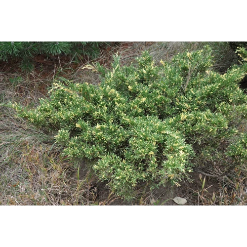 Juniperus sabina 'Variegata'