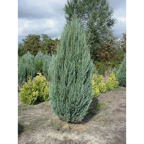 Juniperus scopulorum 'Skyrocket'