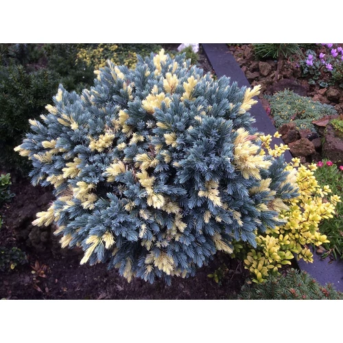Juniperus squamata 'Floriant'