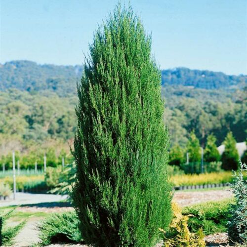Juniperus virginiana 'Spartan'