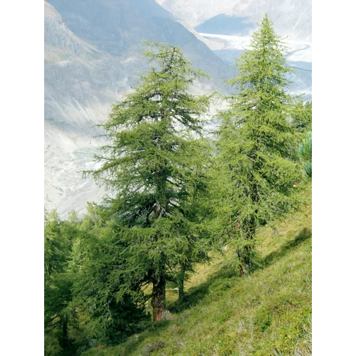 Larix decidua