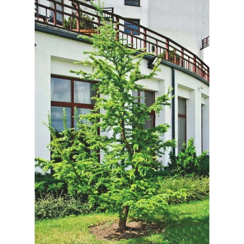 Larix kaempferi 'Diana'