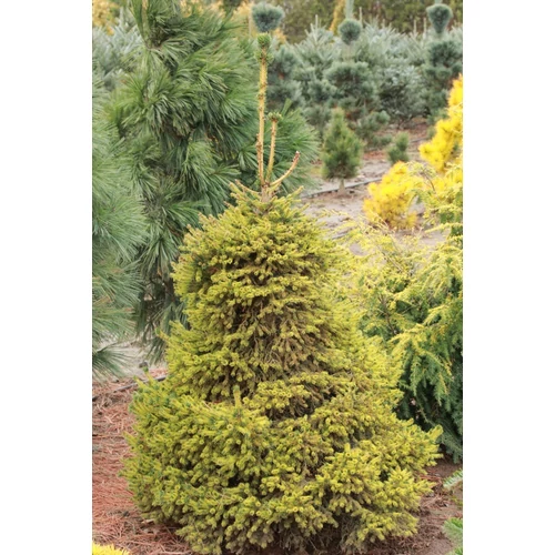 Picea abies 'Gold Dust'