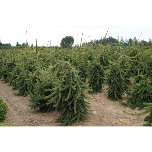 Picea abies 'Pendula Major'