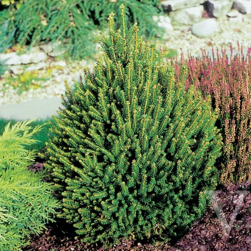 Picea abies 'Remontii'