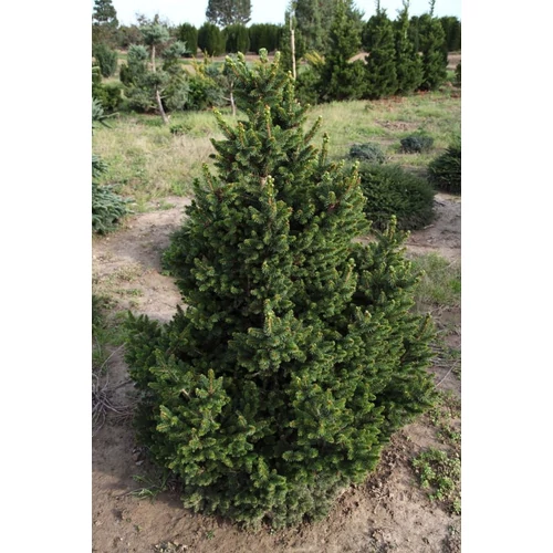 Picea abies 'Will's Zwerg'