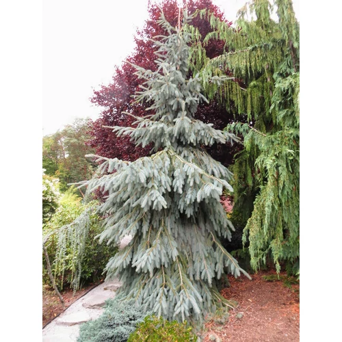 Picea engelmannii 'Bush Lace'
