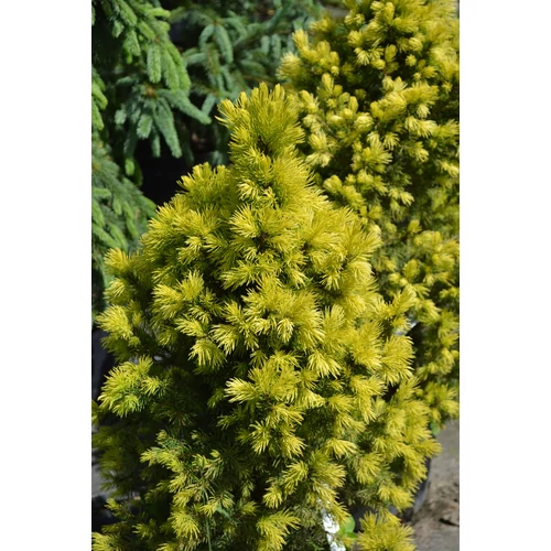Picea glauca 'Biesenthaler Fruhling'