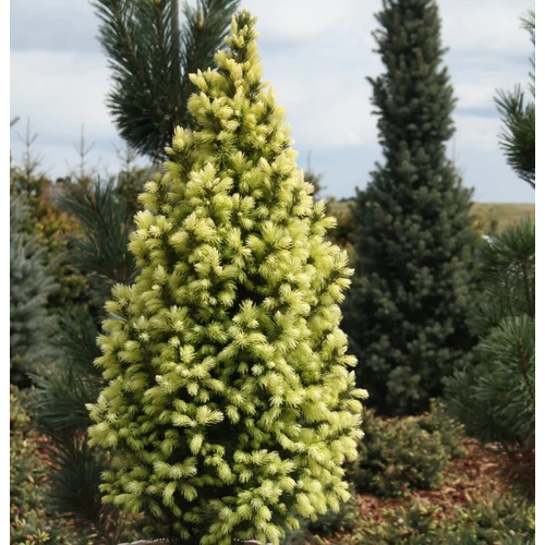 Picea glauca 'Conica Maigold'