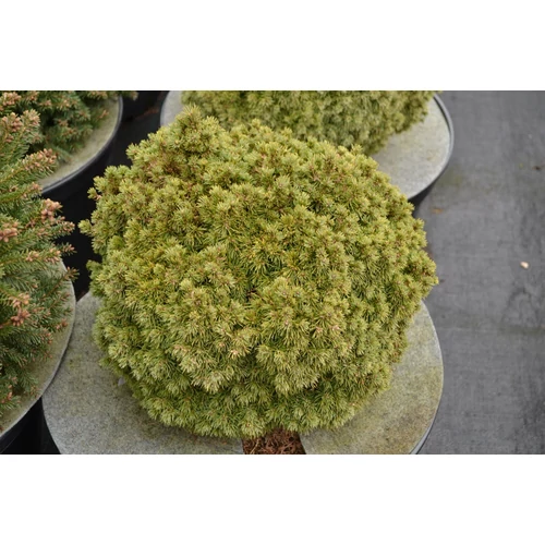 Picea glauca 'Dendrofarma Gold'