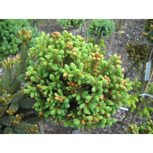 Cukorsüvegfenyő - Picea glauca 'Duck Pond' 100/125cm k20l T100cm