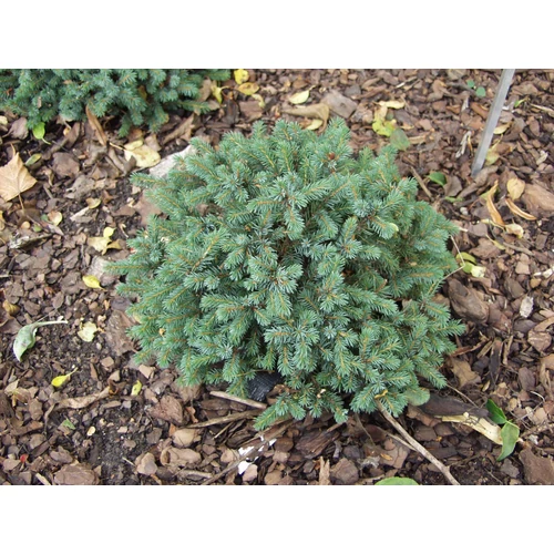 Picea glauca 'Echiniformis'