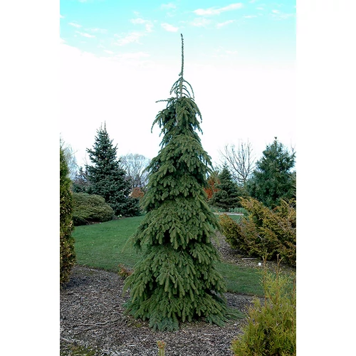 Fenyő csüngő hajtású - Picea glauca 'Pendula' 125/150cm FL