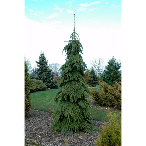 Fenyő csüngő hajtású - Picea glauca 'Pendula' 125/150cm K70l