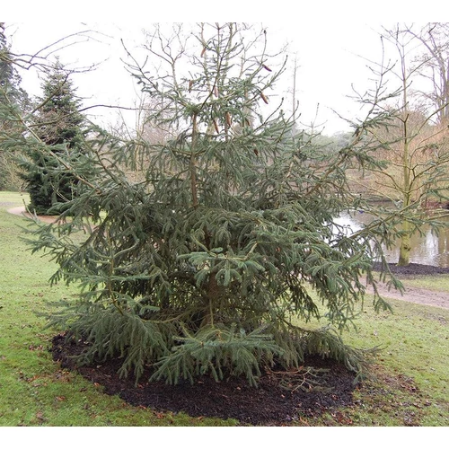 Picea likiangensis 'Purpurea'