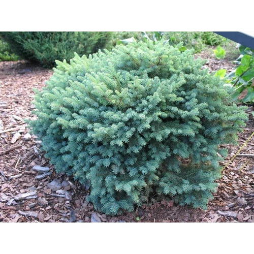 Picea mariana 'Nana'