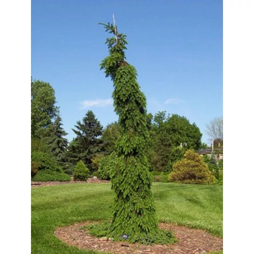 Picea omorika 'Pendula'