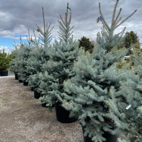 Picea pungens 'Blue Diamond'