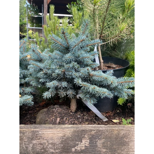 Picea pungens 'Glauca Globosa'