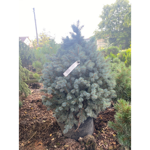 Picea pungens 'Pali'