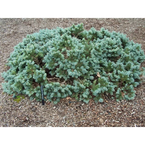 Ezüstfenyő törpe - Picea pungens 'St. Mary's Broom' 30/40cm FL