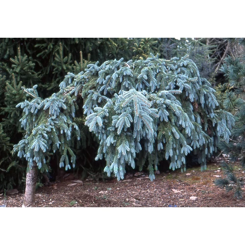 Picea pungens 'The Blues'