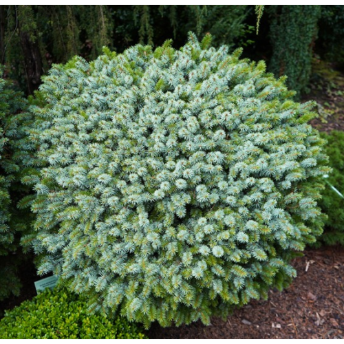 Lucfenyő szitka törpe ezüst - Picea sitchensis 'Midget' 40/60cm FL