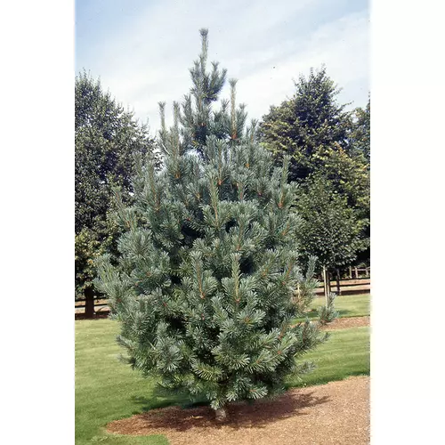 Pinus flexilis 'Glauca'