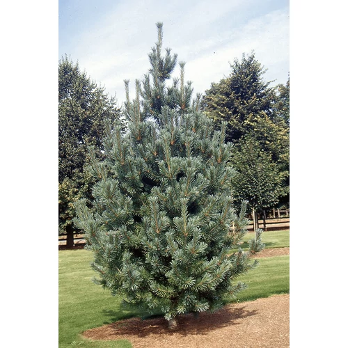 Pinus flexilis 'Vanderwolf's Pyramid'