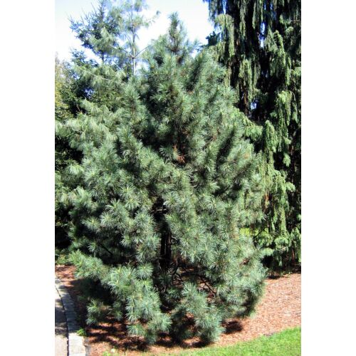 Cirbolyafenyő koreai - Pinus koraiensis 20/30cm K10L