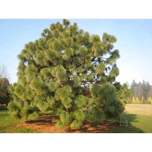 Pinus montezumae
