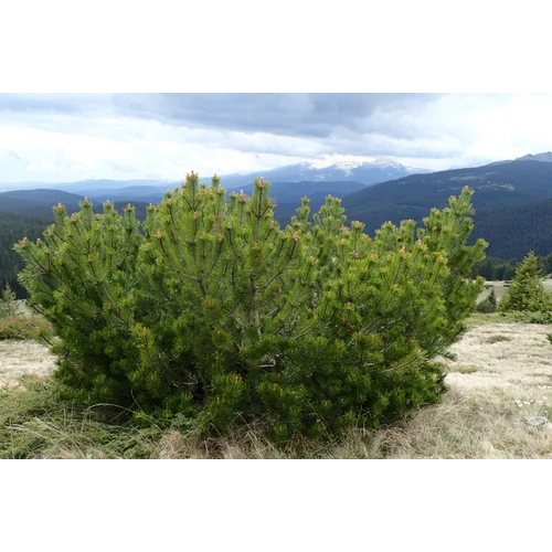 Pinus mugo