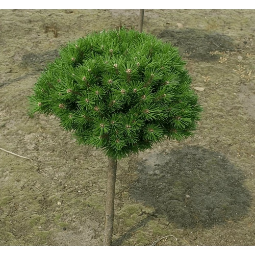 Pinus mugo 'Benjamin'