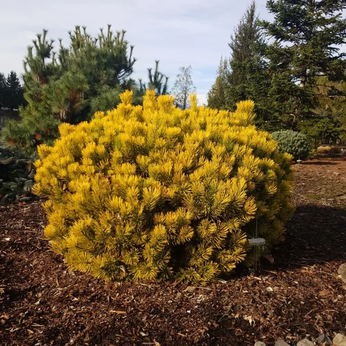 Pinus mugo 'Carstens Wintergold'
