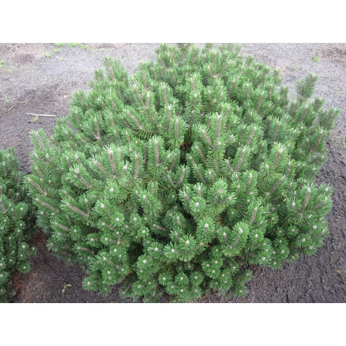 Pinus mugo 'Humpy'