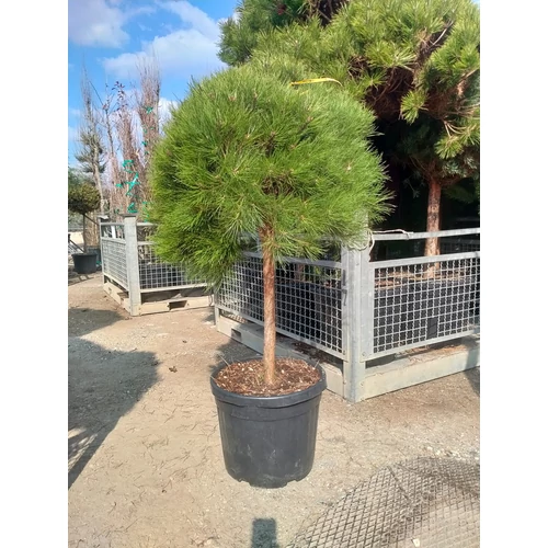 Pinus nigra 'Brepo'