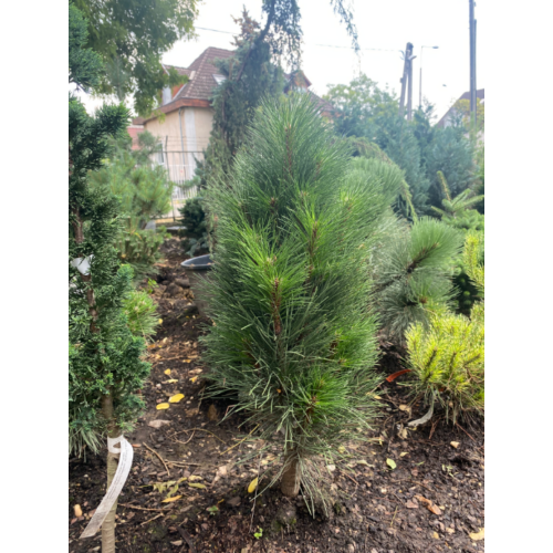 Pinus nigra 'Duci'
