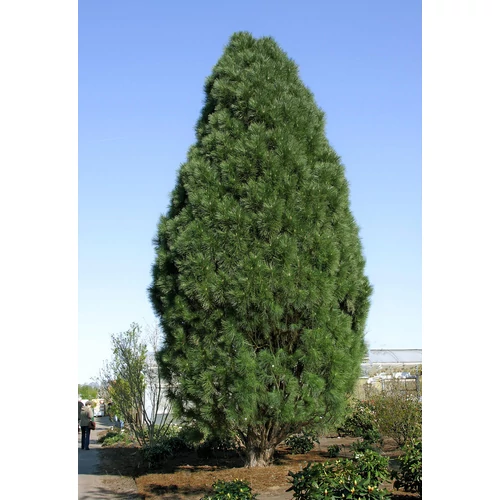 Pinus nigra 'Pyramidalis'